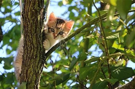 猫 五行|养猫的风水讲究 家里养猫对风水好吗 ...